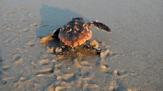 A record for Tybee's turtles