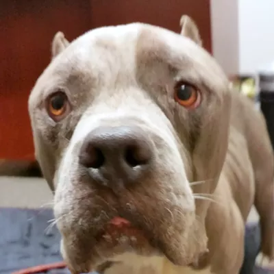 Image: Leashed dog owner sought