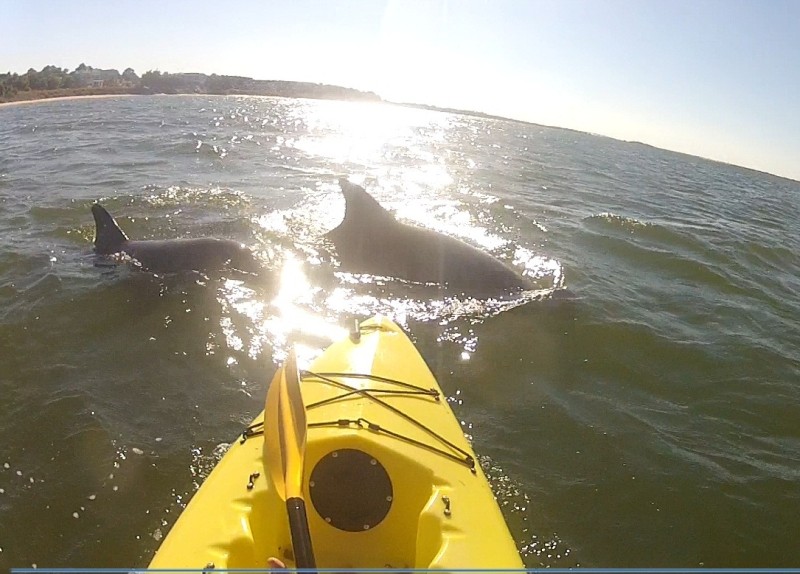 Muriel Lindsay photographs a pod of dolphins across the bow of her kayak 'Buttercup' at the mouth of the Savannah River.