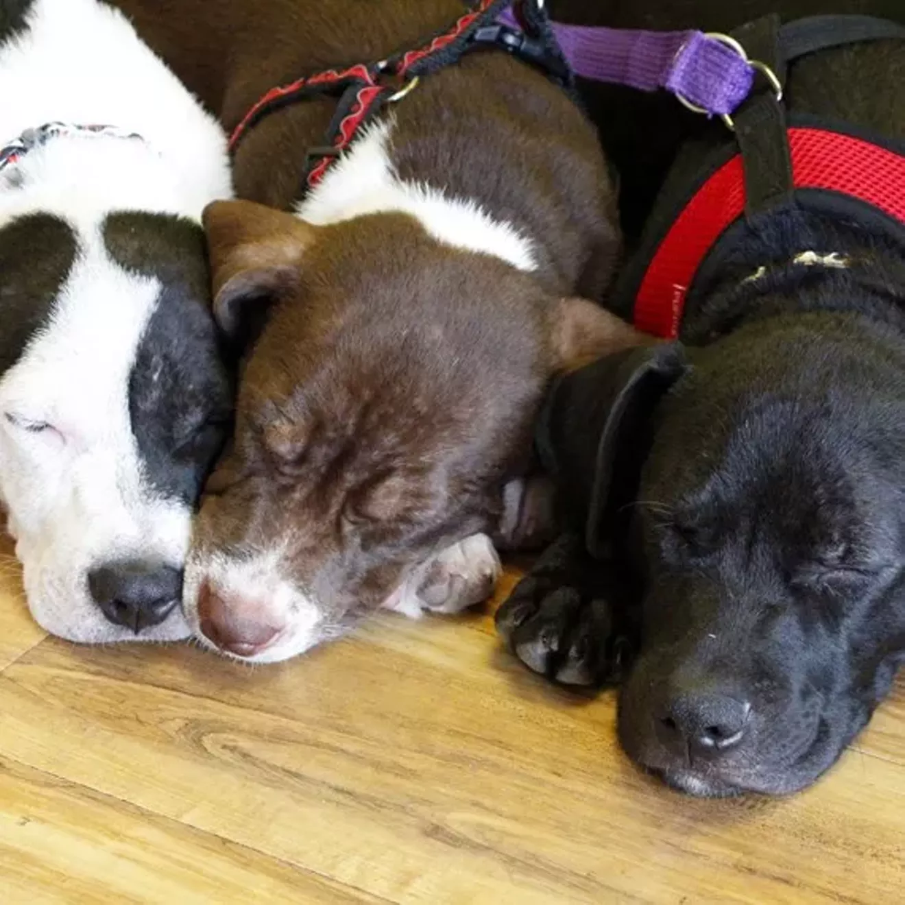 68d4f8b8_sleeping_puppies.webp