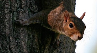 Please don't (breast)feed the squirrels