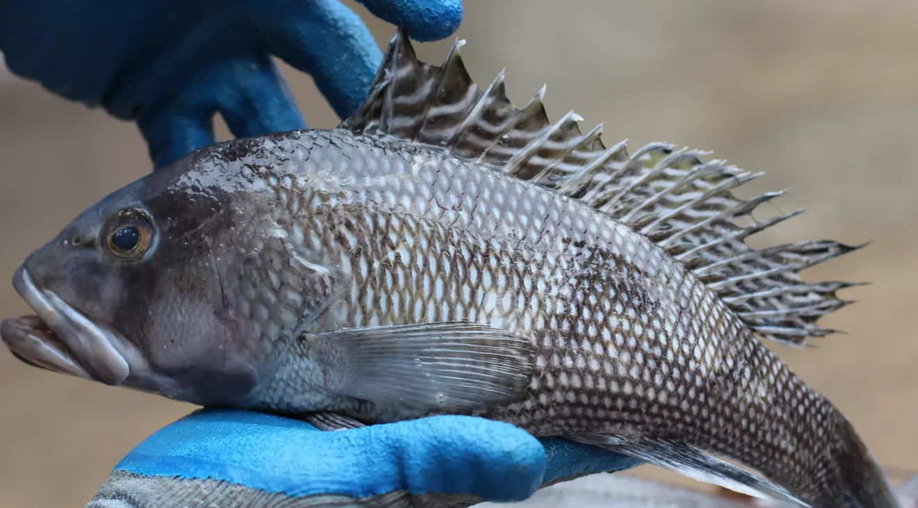 fish.webp