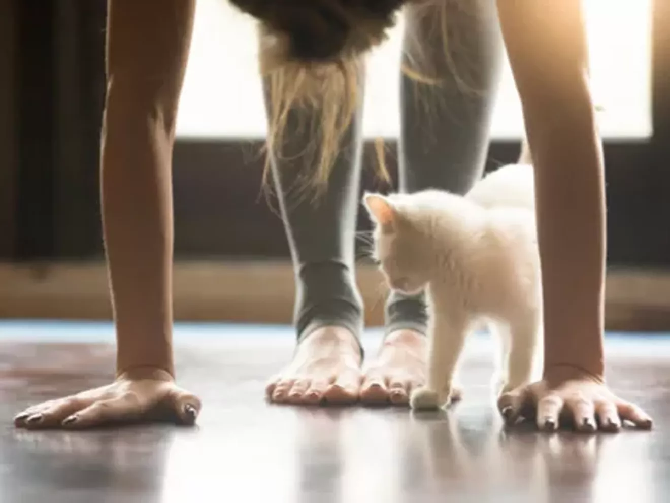 petmd-cat-yoga.webp