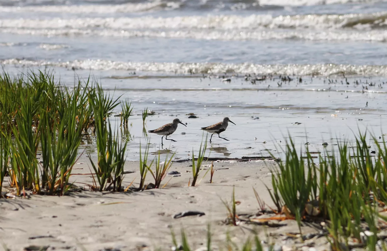 1705-horseshoecrab-139.webp