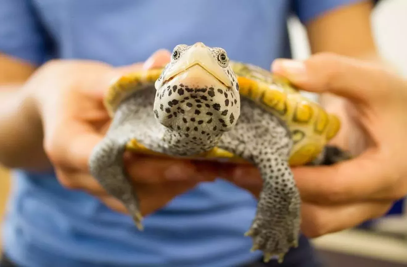 Meet a terrapin or other turtles at the UGA Aquarium