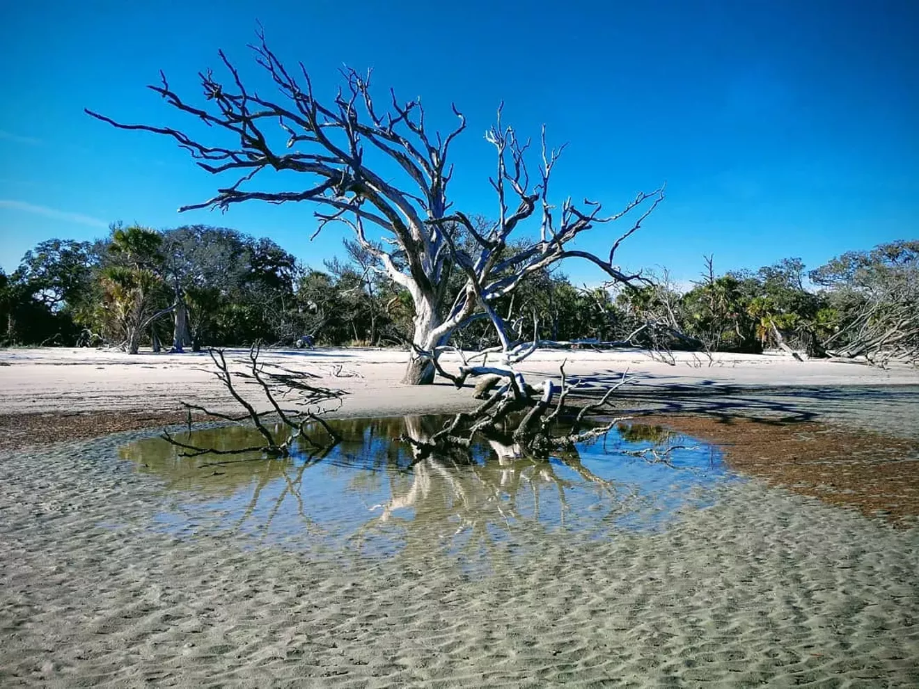 Ossabaw Boneyard Beach
