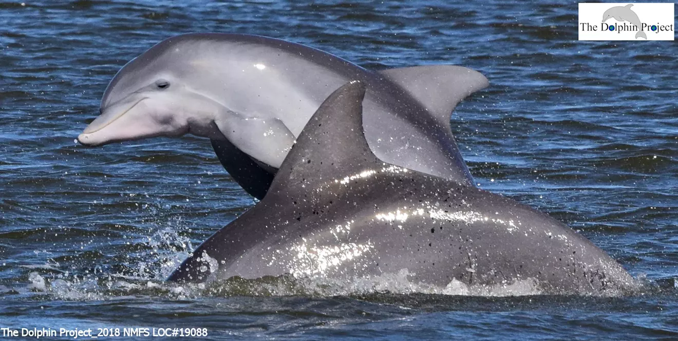 dolphin_leap03_1920_release.webp