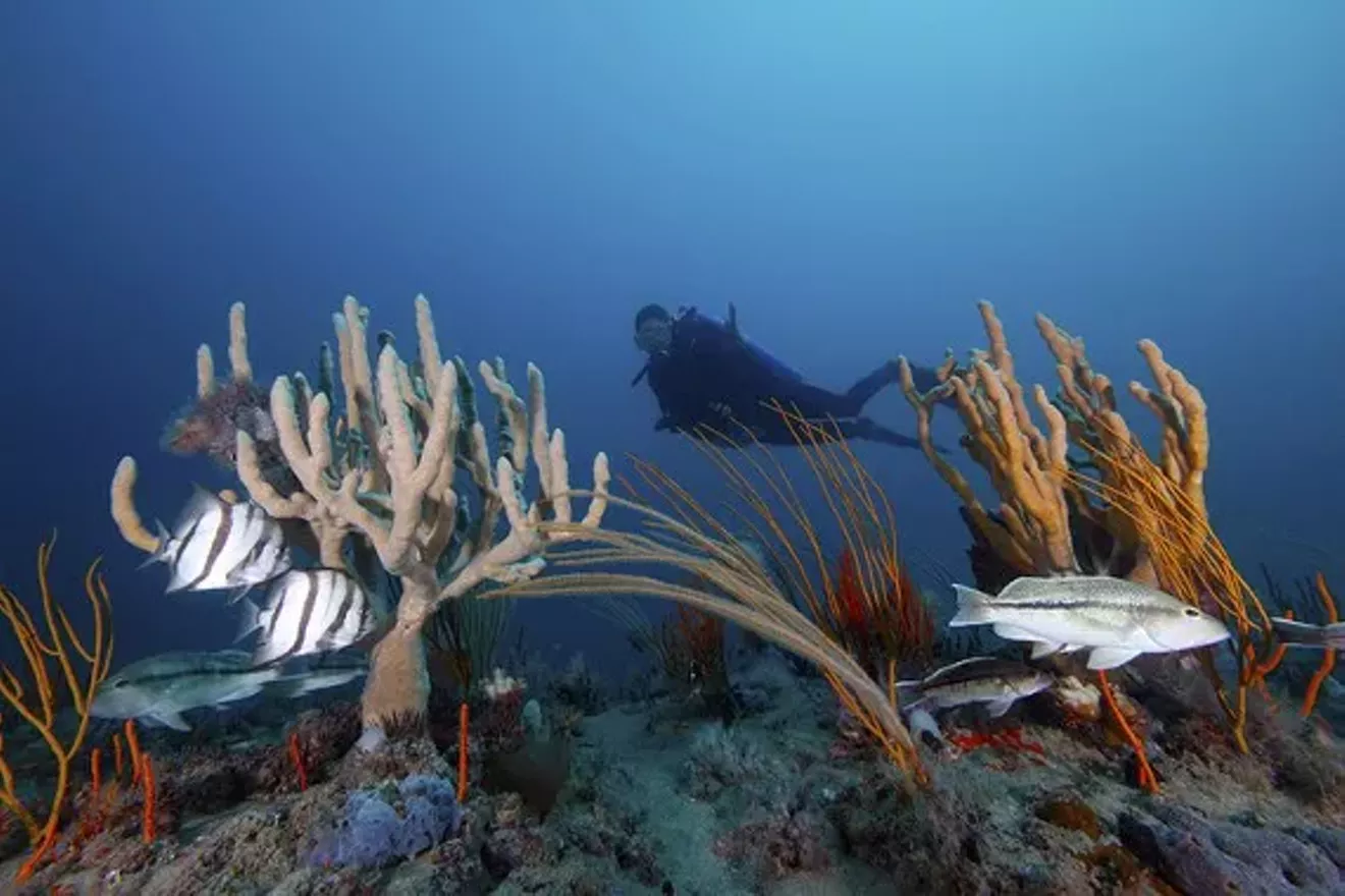 5662d085_diver_sponges_gorgonians_and_fishes_fb.webp