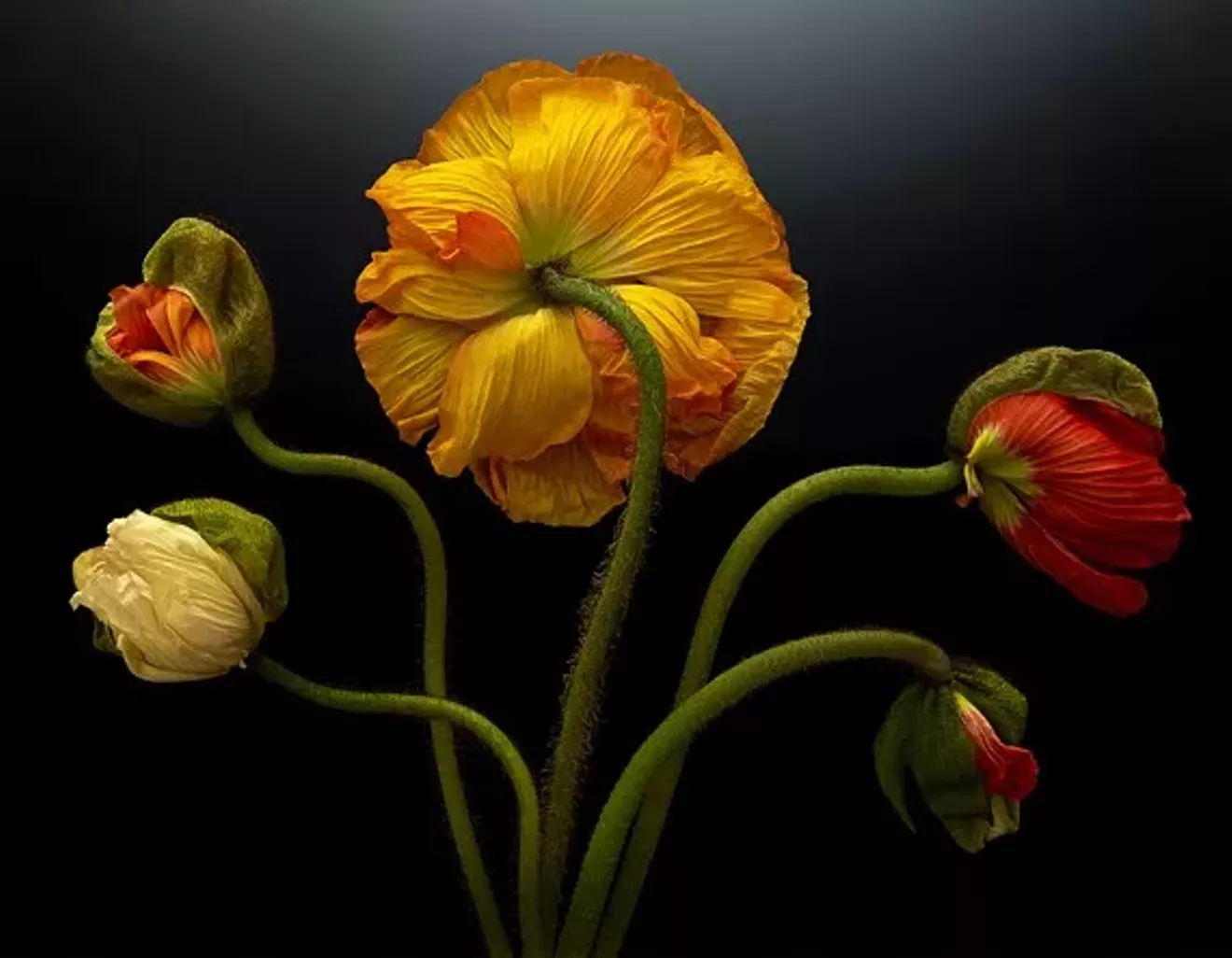 5c464cd2_florals-04-2.webp