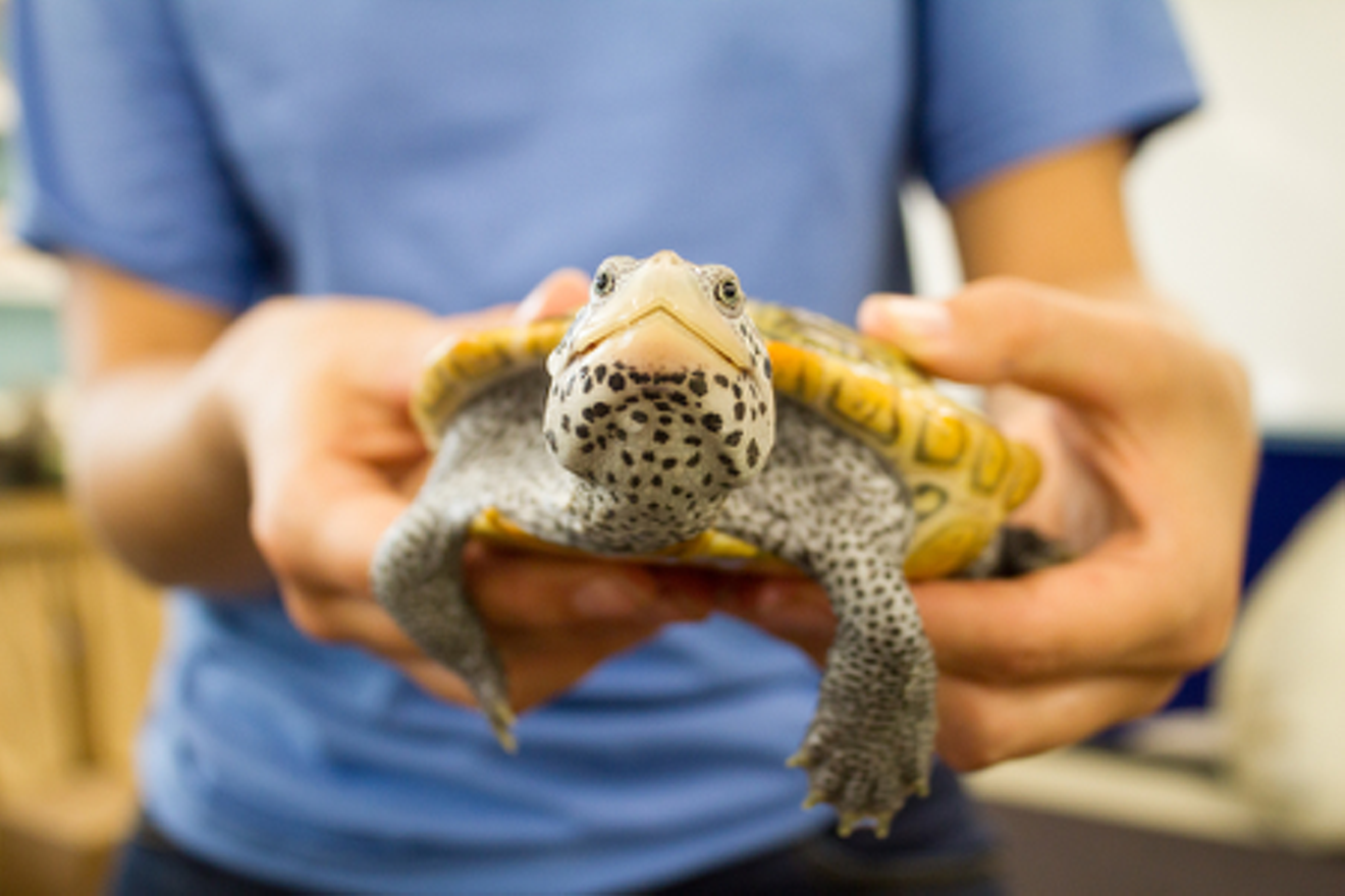 b026b2fb_terrapin.png