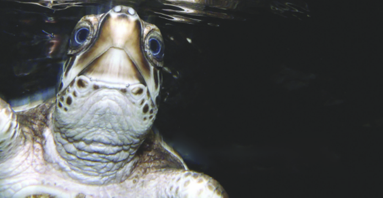 0974f1db_turtle_talk_image.png