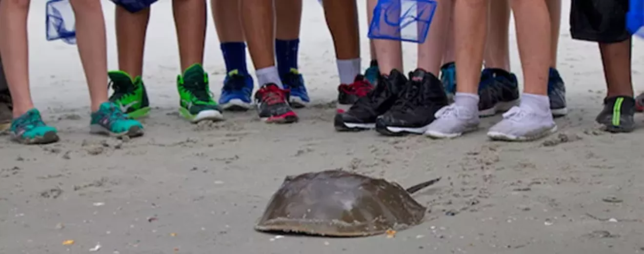 b119c90e_2017-4-29_horseshoe-crab-encounters.webp
