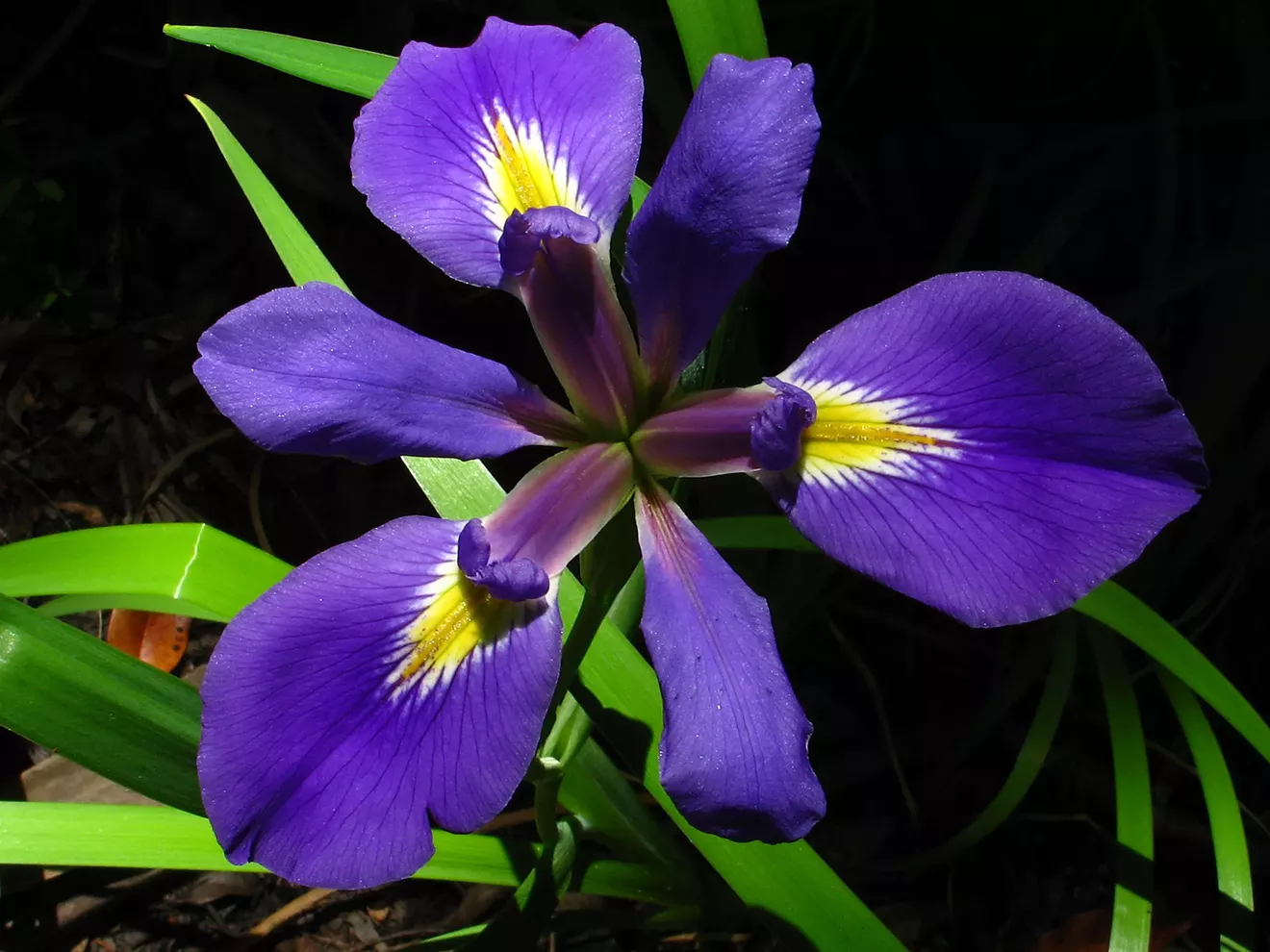 d60fdb40_cressler_iris_virginica.webp
