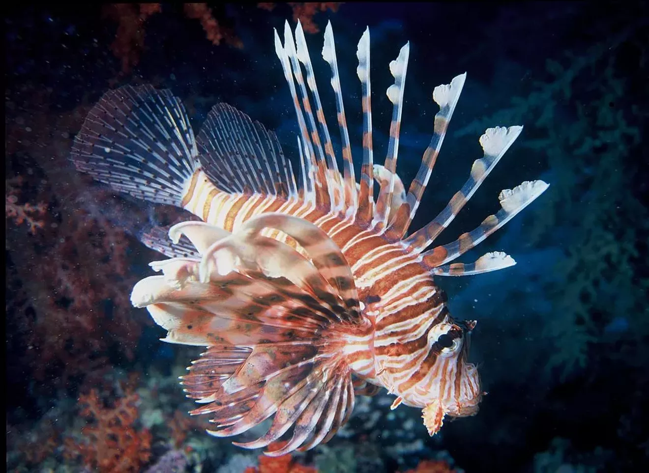 1024px-lionfish.webp