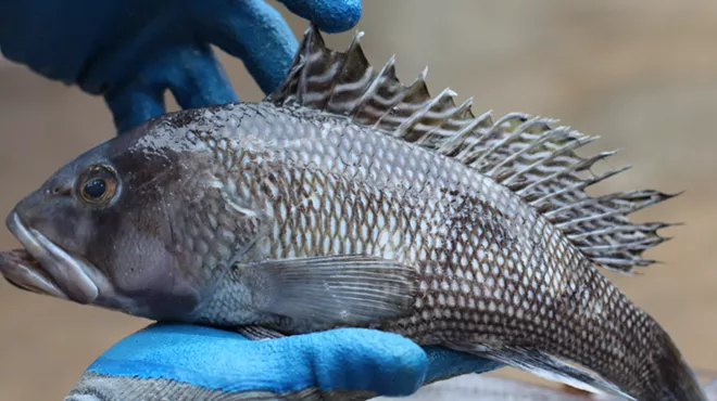 Image: Winter Science Series: Fish Taxonomy
