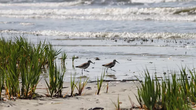 Image: Spring Celebration at the UGA Aquarium: All About Birds