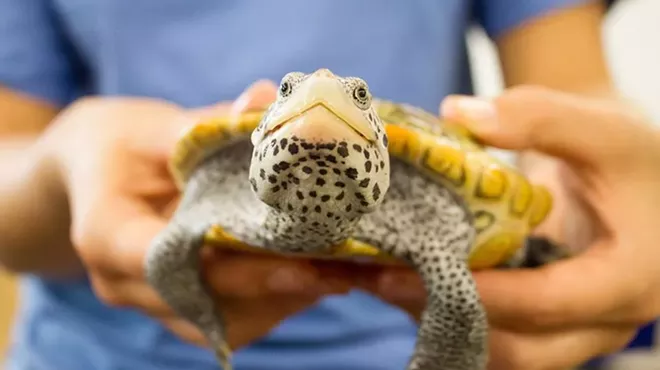 Image: Turtle Tuesdays