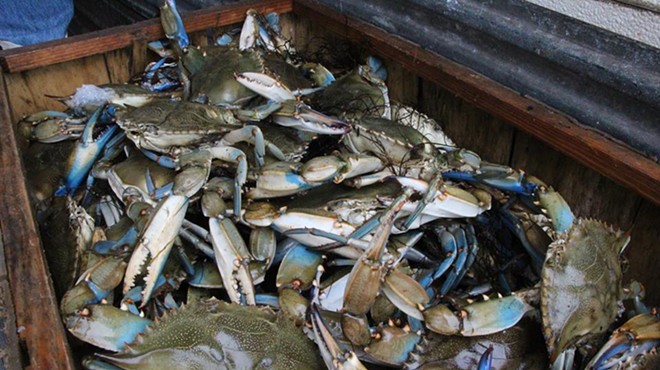 Ocean to Table: Georgia Blue Crab