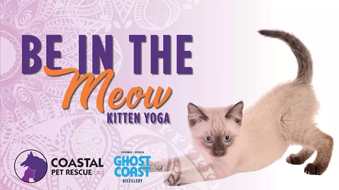 Image: Be in the MEOW: Kitten Yoga