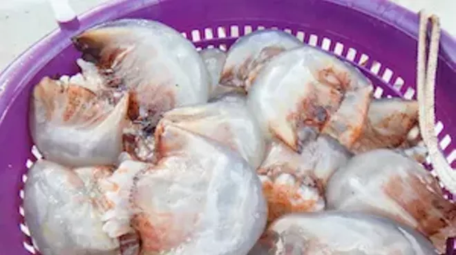 Image: Ocean to Table: Georgia Jellyfish