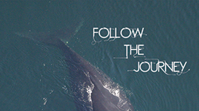 Whale Week's Follow the Journey