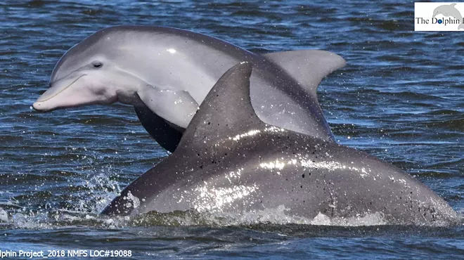 Image: The Dolphin Project