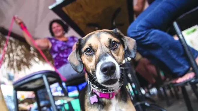 Image: Humane Society Pup Crawl