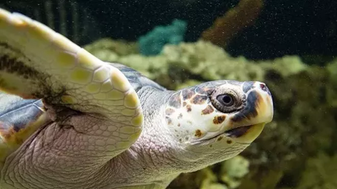 Image: Junior Aquarist