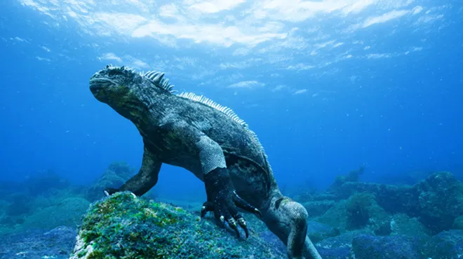 Image: Gray's Reef Film Festival Day 2