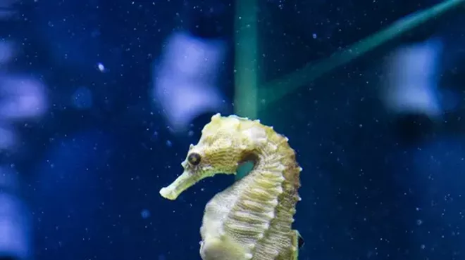 Image: Aquarium Tours