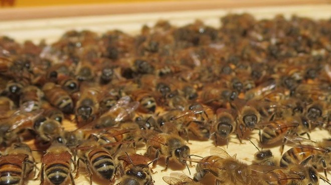 FUNdamentals of Beekeeping 101 Workshop