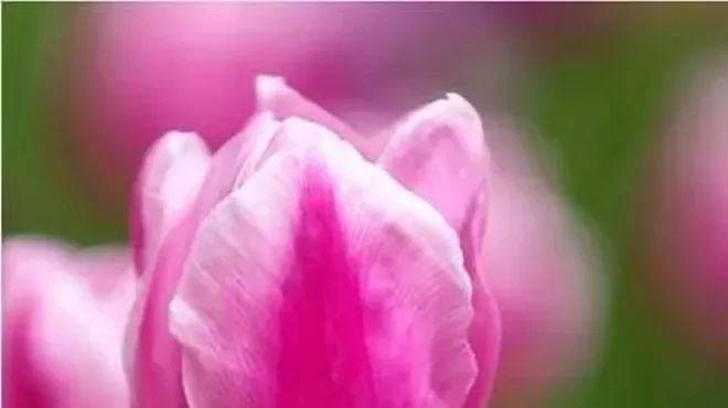 Image: Telfair in Bloom Floral Workshop