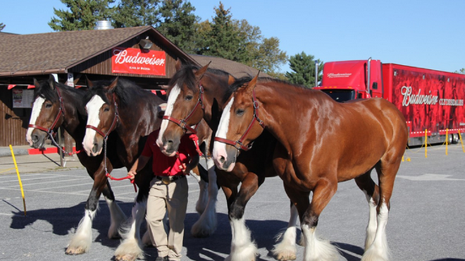 Image: Budweiser Clydesdales