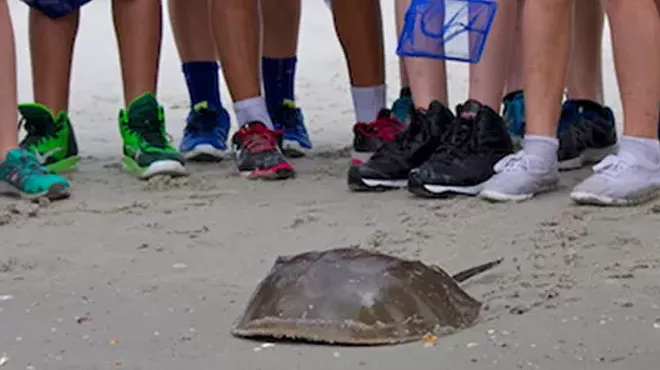 Image: Horseshoe Crab Encounters