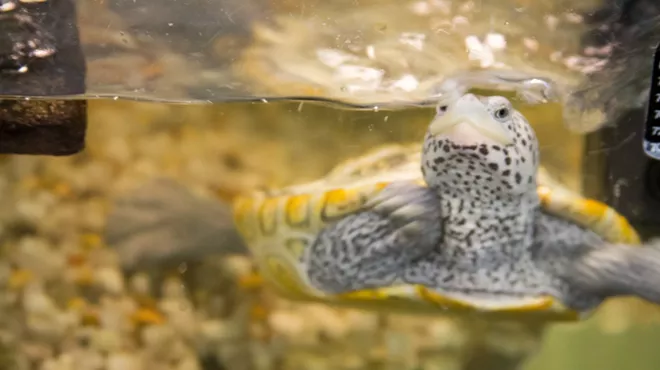 Image: Turtle Tuesday