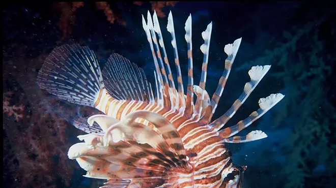 Image: Gray's Reef National Marine Sanctuary 4th Annual A Fishy Affair...Malicious but Delicious
