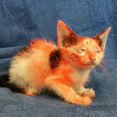 Kitten spray paint abuser sought