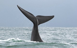 Editor's Note: Saving the whales = bridging partisan divide?