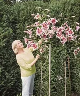 Image: An Afternoon with Martha Stewart
