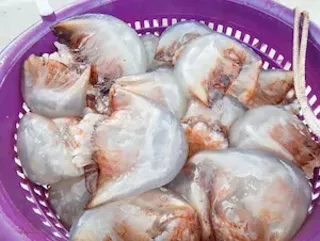 Image: Ocean to Table: Georgia Jellyfish