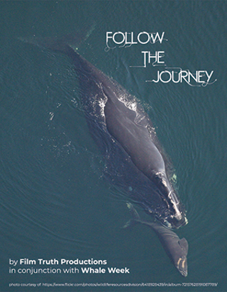 Image: Whale Week's Follow the Journey