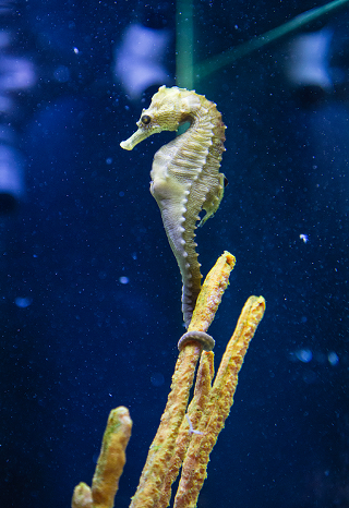 Image: Jr. Aquarist