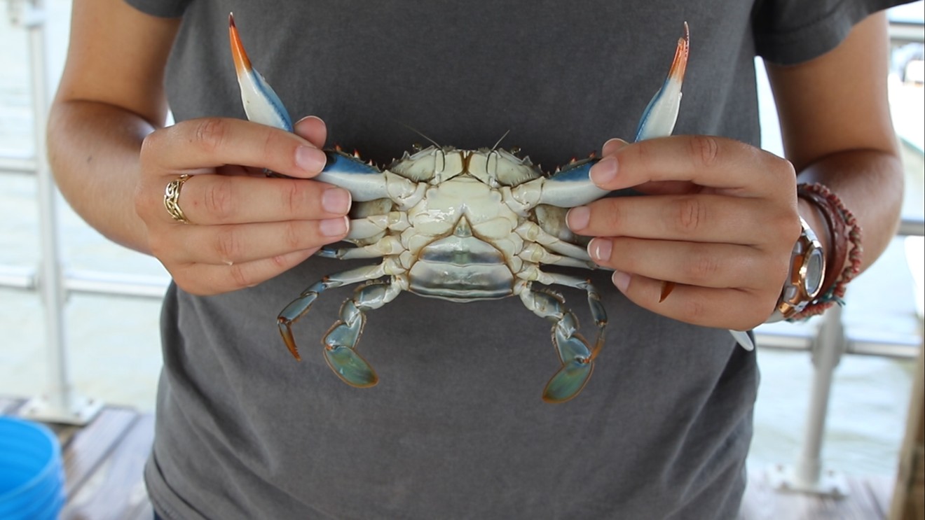 A female blue crab can be identified by the red claws.