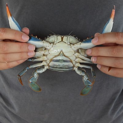 A female blue crab can be identified by the red claws.