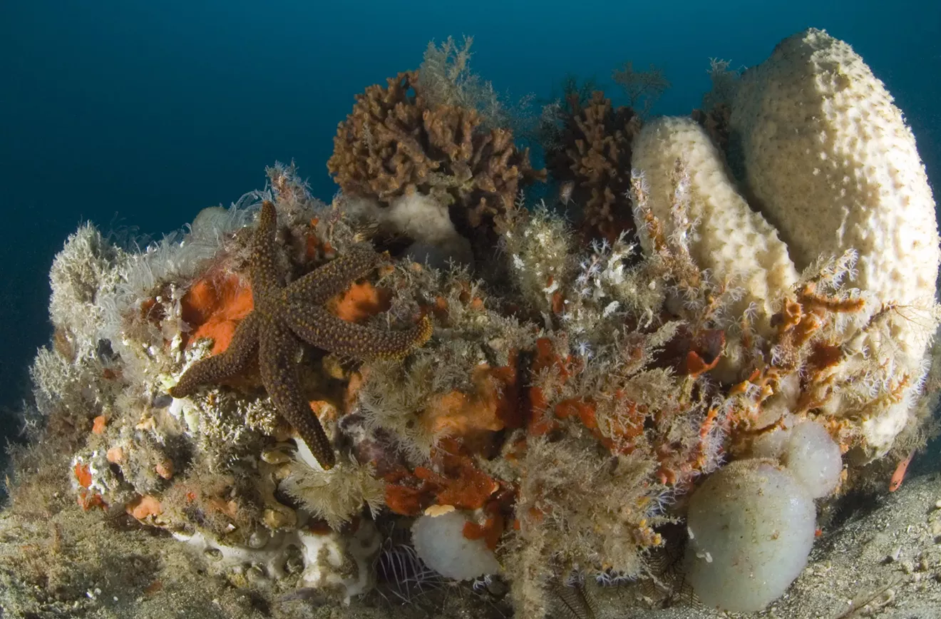 Ocean life covers to seafloor at Gray's Reef National Marine Sanctuary, giving it the name "live bottom".