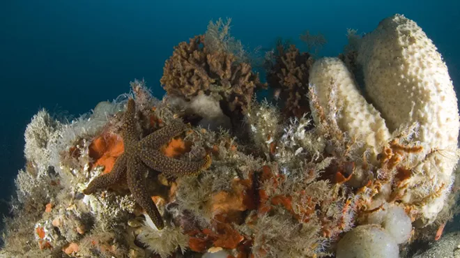 Image: Earth Day at the Gray's Reef Ocean Discovery Center