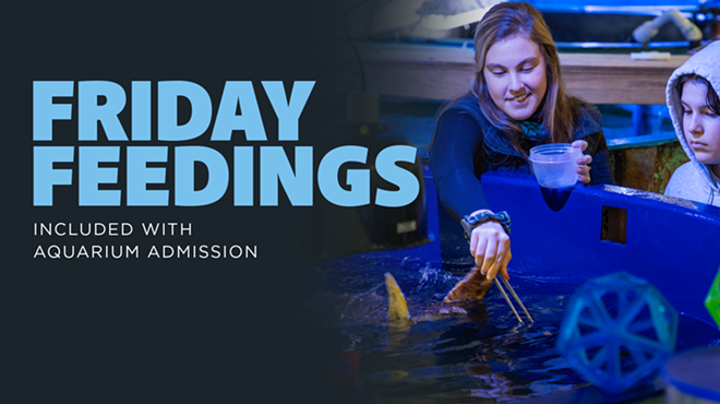 Image: Friday Feedings at the UGA Aquarium