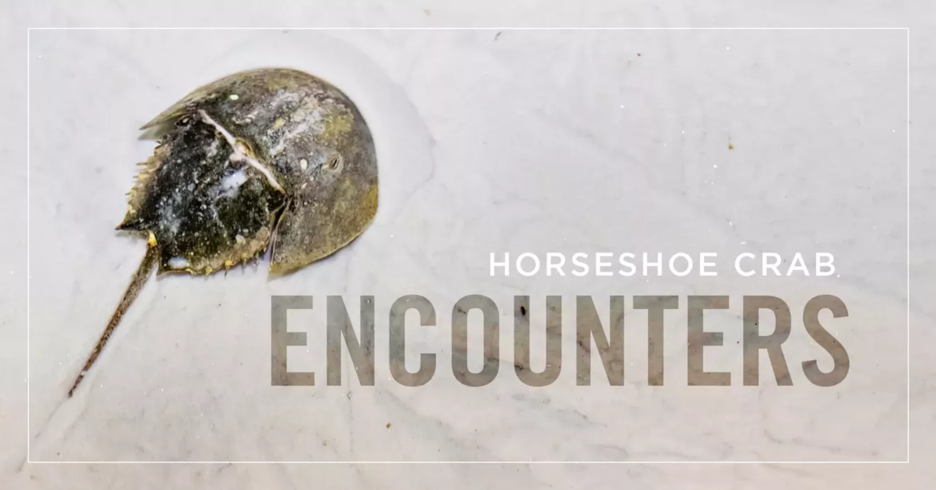 hsc-encounters-fbookcover.webp