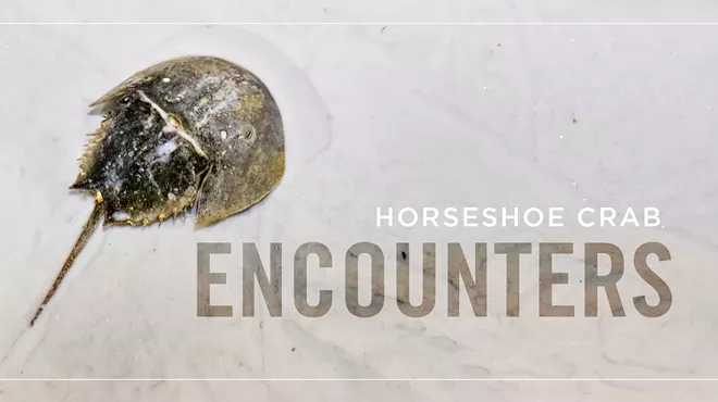 Image: Horseshoe Crab Encounters