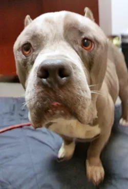 Leashed dog owner sought